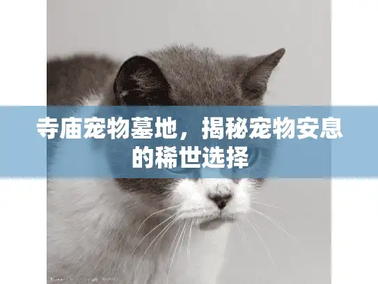 寺庙宠物墓地，揭秘宠物安息的稀世选择