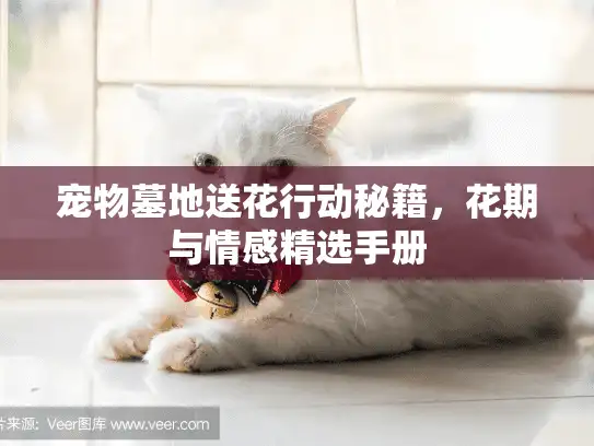 宠物墓地送花行动秘籍，花期与情感精选手册