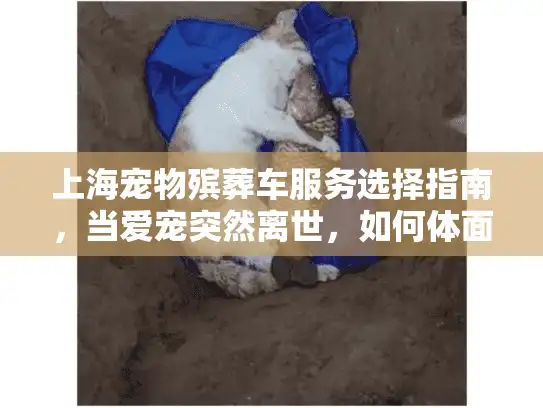 上海宠物殡葬车服务选择指南，当爱宠突然离世，如何体面告别？