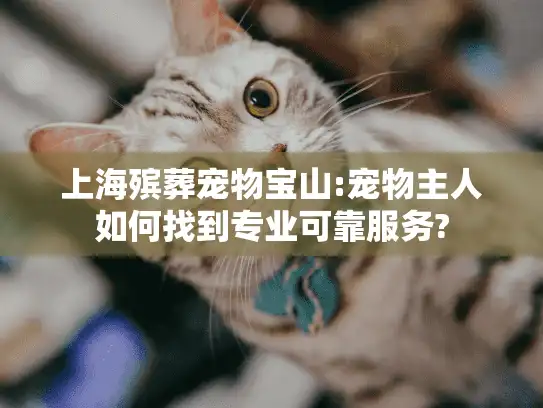 上海殡葬宠物宝山:宠物主人如何找到专业可靠服务?