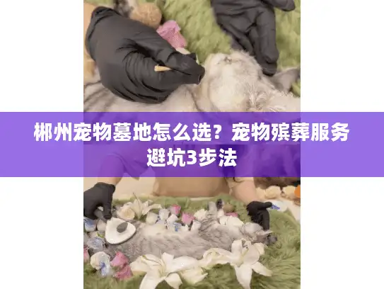 郴州宠物墓地怎么选？宠物殡葬服务避坑3步法