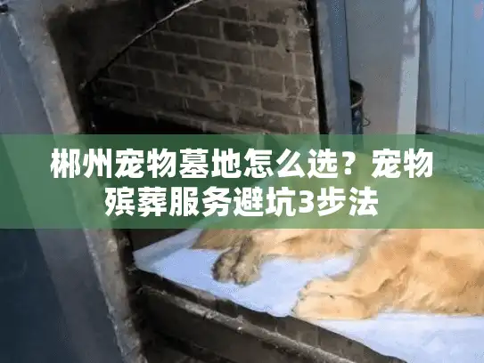 郴州宠物墓地怎么选？宠物殡葬服务避坑3步法