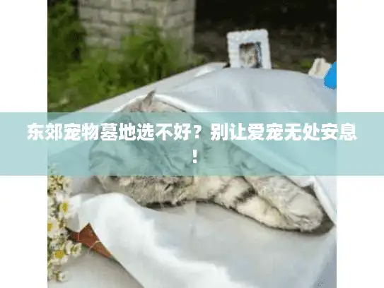 东郊宠物墓地选不好？别让爱宠无处安息！