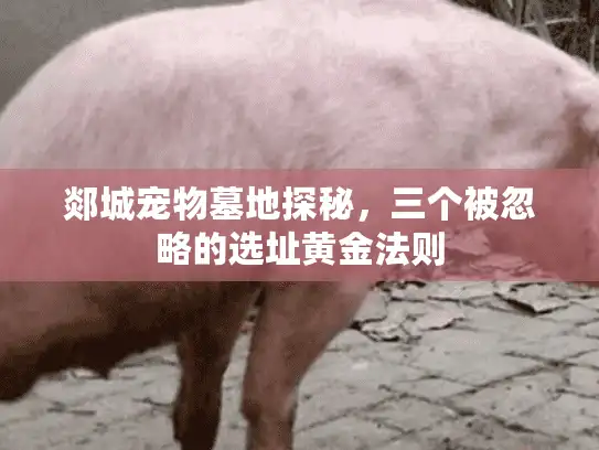 郯城宠物墓地探秘，三个被忽略的选址黄金法则