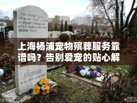 上海杨浦宠物殡葬服务靠谱吗？告别爱宠的贴心解决方案