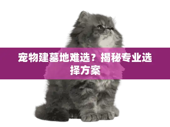 宠物建墓地难选？揭秘专业选择方案