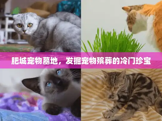 肥城宠物墓地，发掘宠物殡葬的冷门珍宝