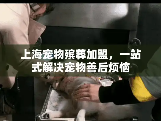 上海宠物殡葬加盟，一站式解决宠物善后烦恼