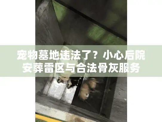 宠物墓地违法了？小心后院安葬雷区与合法骨灰服务