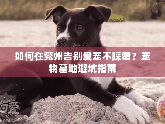 如何在兖州告别爱宠不踩雷？宠物墓地避坑指南