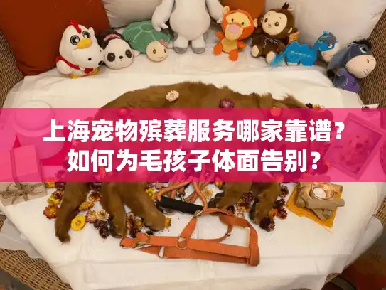 上海宠物殡葬服务哪家靠谱？如何为毛孩子体面告别？