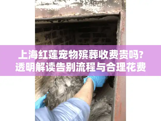上海红莲宠物殡葬收费贵吗?透明解读告别流程与合理花费