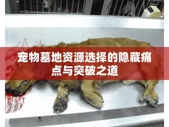 宠物墓地资源选择的隐藏痛点与突破之道