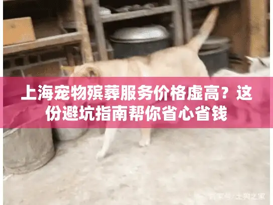 上海宠物殡葬服务价格虚高？这份避坑指南帮你省心省钱