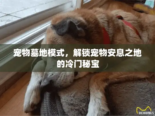 宠物墓地模式，解锁宠物安息之地的冷门秘宝
