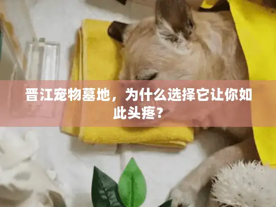 晋江宠物墓地，为什么选择它让你如此头疼？