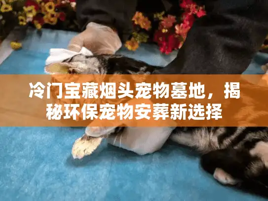 冷门宝藏烟头宠物墓地，揭秘环保宠物安葬新选择