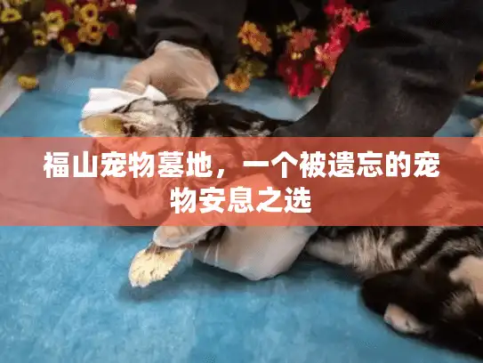 福山宠物墓地，一个被遗忘的宠物安息之选