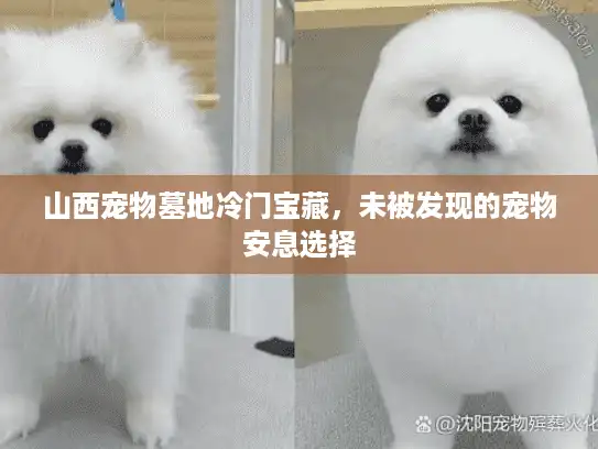 山西宠物墓地冷门宝藏，未被发现的宠物安息选择