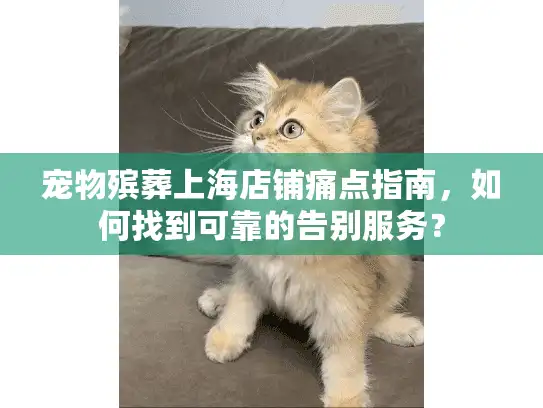 宠物殡葬上海店铺痛点指南，如何找到可靠的告别服务？