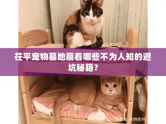 茌平宠物墓地藏着哪些不为人知的避坑秘籍？