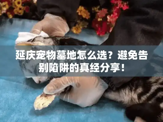 延庆宠物墓地怎么选？避免告别陷阱的真经分享！