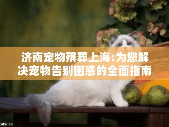 济南宠物殡葬上海:为您解决宠物告别困惑的全面指南
