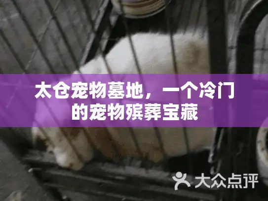 太仓宠物墓地，一个冷门的宠物殡葬宝藏