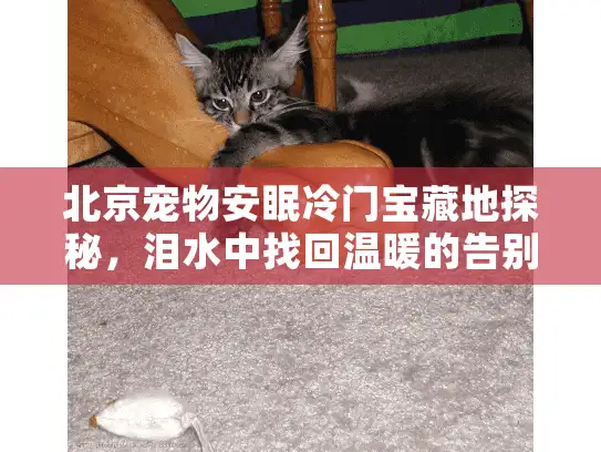 北京宠物安眠冷门宝藏地探秘，泪水中找回温暖的告别