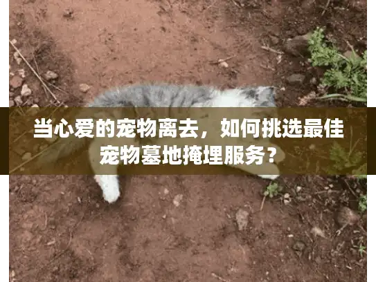 当心爱的宠物离去，如何挑选最佳宠物墓地掩埋服务？