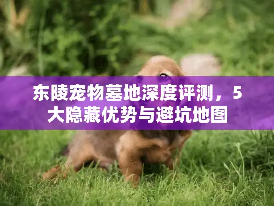 东陵宠物墓地深度评测，5大隐藏优势与避坑地图