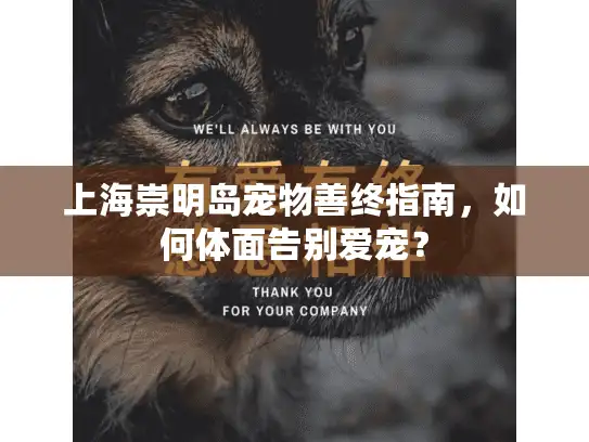 上海崇明岛宠物善终指南，如何体面告别爱宠？