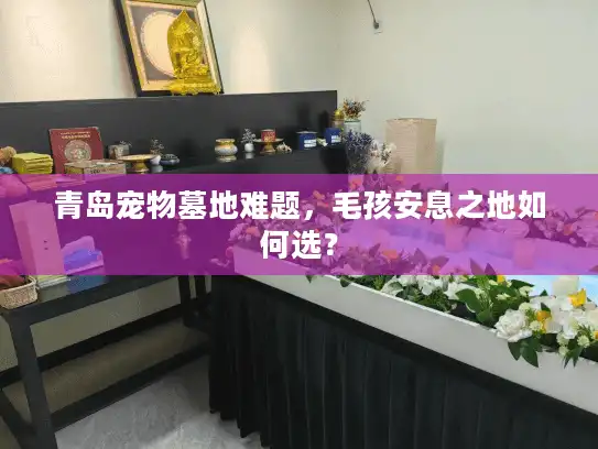 青岛宠物墓地难题，毛孩安息之地如何选？