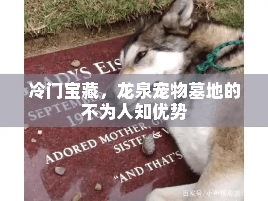 冷门宝藏，龙泉宠物墓地的不为人知优势