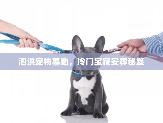 泗洪宠物墓地，冷门宝藏安葬秘笈