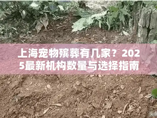 上海宠物殡葬有几家？2025最新机构数量与选择指南