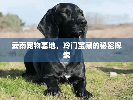 云南宠物墓地，冷门宝藏的秘密探索