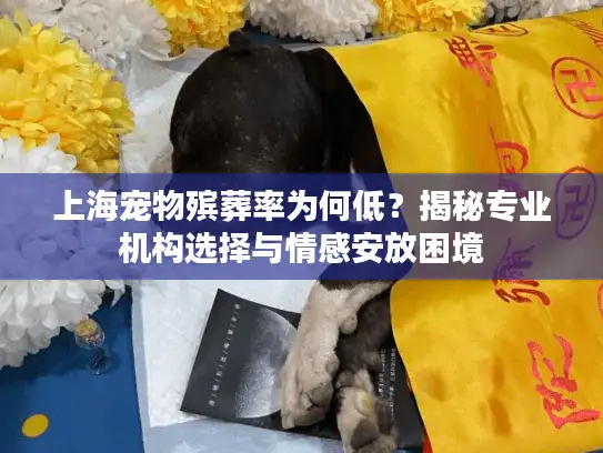 上海宠物殡葬率为何低？揭秘专业机构选择与情感安放困境