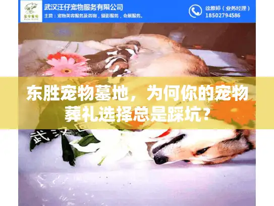 东胜宠物墓地，为何你的宠物葬礼选择总是踩坑？