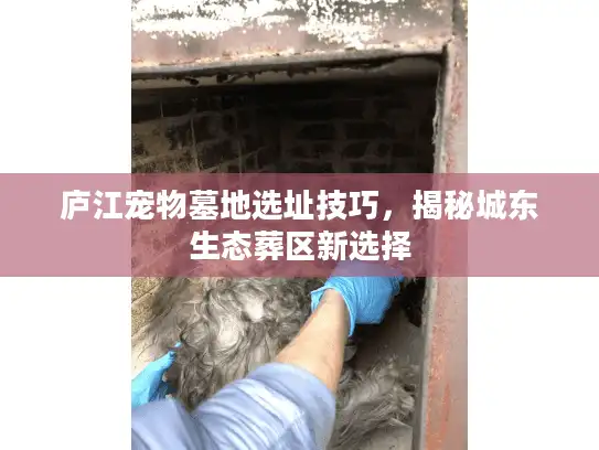庐江宠物墓地选址技巧，揭秘城东生态葬区新选择