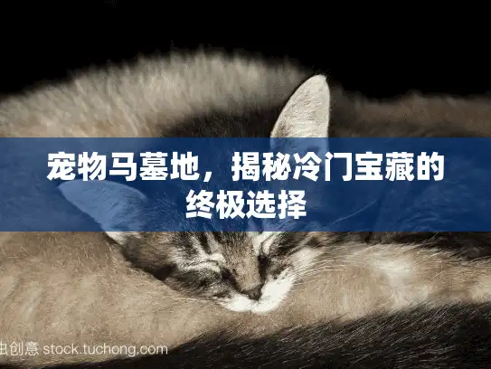 宠物马墓地，揭秘冷门宝藏的终极选择