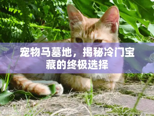 宠物马墓地，揭秘冷门宝藏的终极选择