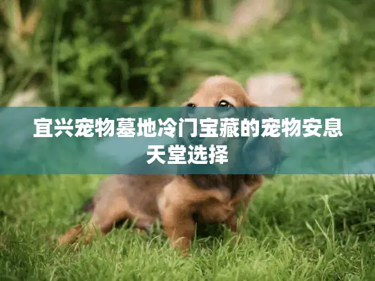 宜兴宠物墓地冷门宝藏的宠物安息天堂选择