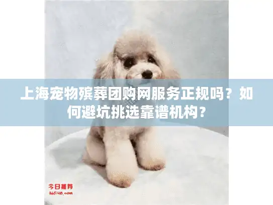 上海宠物殡葬团购网服务正规吗？如何避坑挑选靠谱机构？