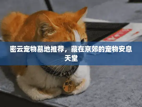 密云宠物墓地推荐，藏在京郊的宠物安息天堂