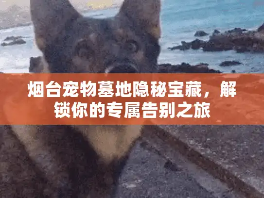 烟台宠物墓地隐秘宝藏，解锁你的专属告别之旅