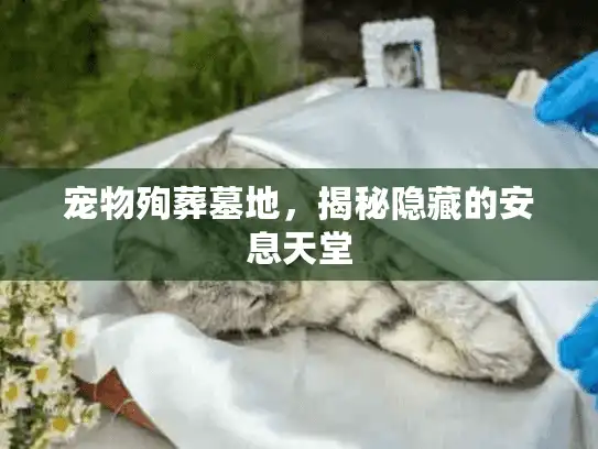宠物殉葬墓地，揭秘隐藏的安息天堂