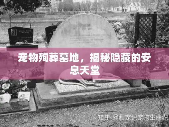 宠物殉葬墓地，揭秘隐藏的安息天堂