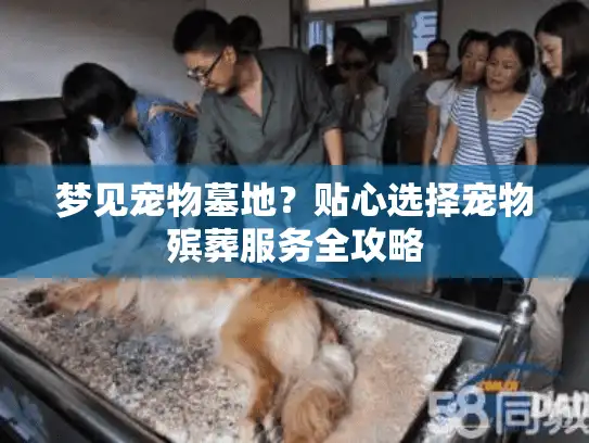 梦见宠物墓地？贴心选择宠物殡葬服务全攻略