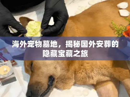 海外宠物墓地，揭秘国外安葬的隐藏宝藏之旅